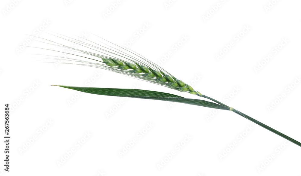 Green young ears of wheat isolated on white background with clipping path Green young ears of wheat isolated on white background with clipping path