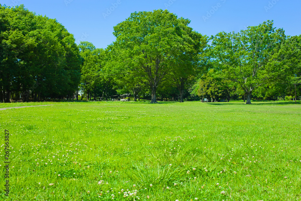 Obraz premium Green Park