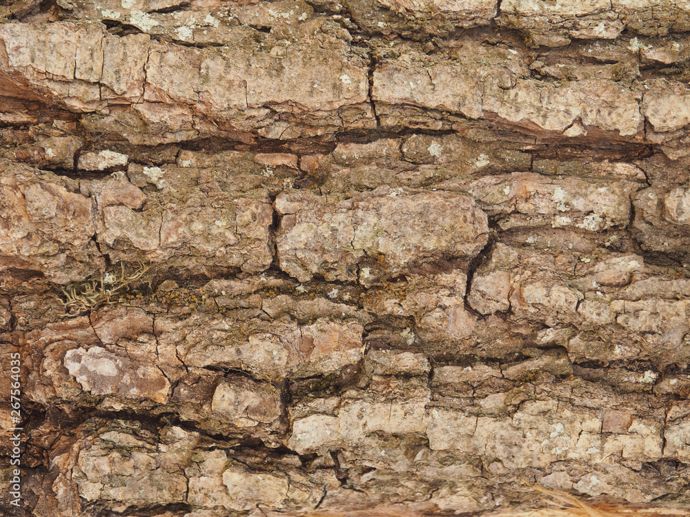 Fototapeta premium Old wooden texture