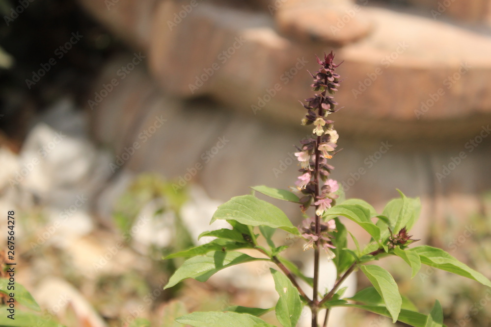 Fototapeta premium Basil flower