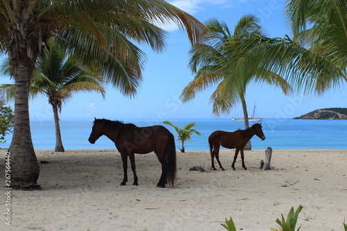 Wild horse on a caribbean beach (Puerto Rico)
