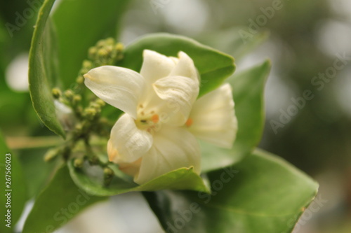 Murrayya Exotica Jasmine (Murraya paniculata) flower in garden.Also known as Orange jessamine, Jasmine orange,Chinese box, mock orange, mock lime, satinwood, Lakeview jasmine. © #CHANNELM2