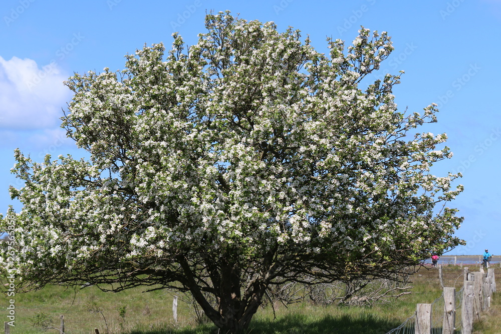 Fototapeta premium kwitnące drzewo