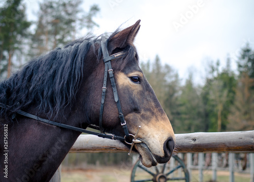 portrait of horse during training © vprotastchik