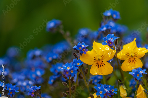 Fotografija Myosotis beautiful blue forest flower in spring bloosom