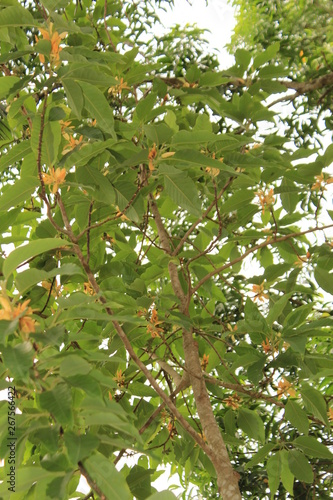 magnolia champaca tree.