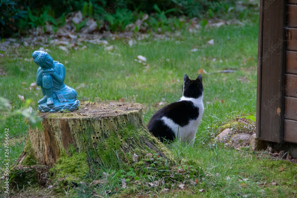 Obraz premium Katze im Focus Serie 