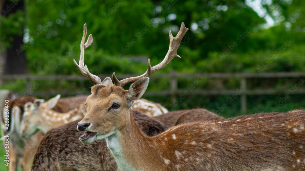 Close up of Fallow Deer eating in park land Close up of Fallow Deer eating in park land