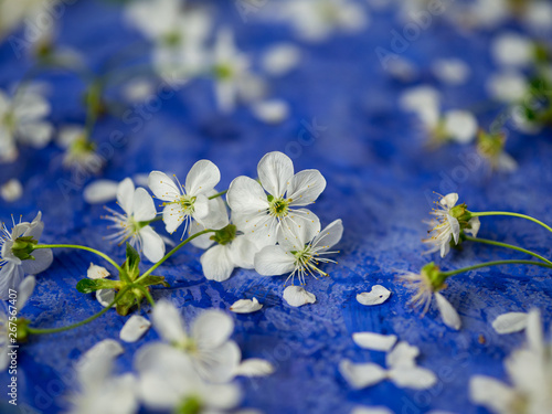 Cherry flowers on blue concrete background with copyspace