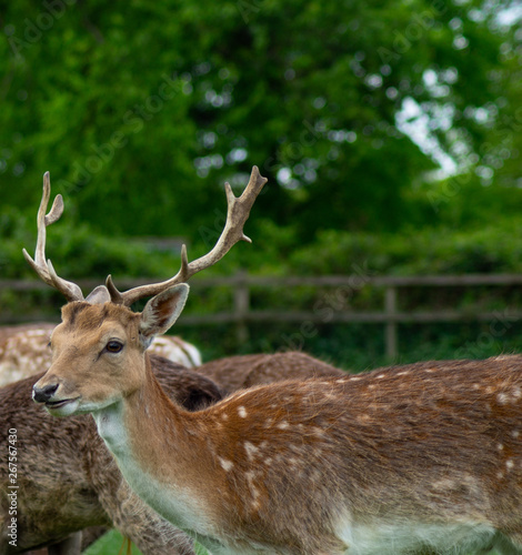 Fototapeta Naklejka Na Ścianę i Meble -  Close up of Fallow Deer eating in park land