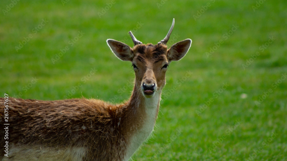 Close up of Fallow Deer eating in park land Close up of Fallow Deer eating in park land