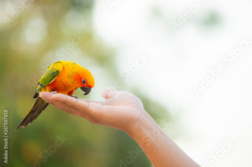 Canine parrot and cute bird