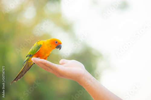 Canine parrot and cute bird