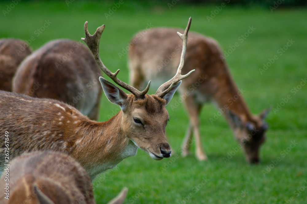 Obraz premium Close up of Fallow Deer eating in park land