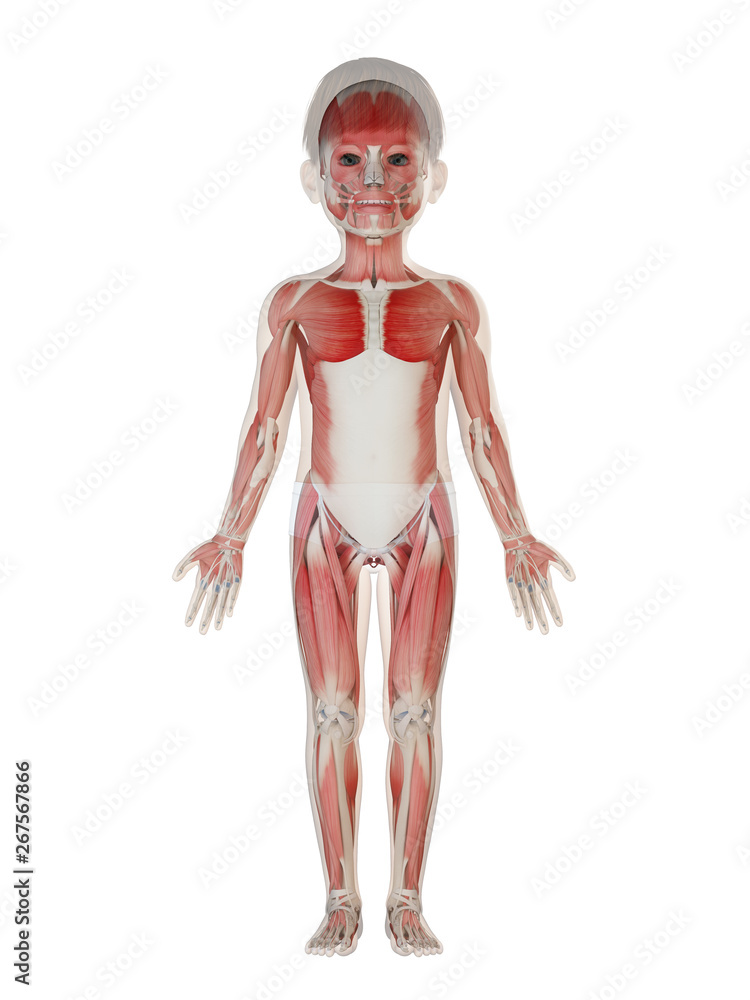 3d rendered medically accurate illustration of a childs muscle system 3d rendered medically accurate illustration of a childs muscle system