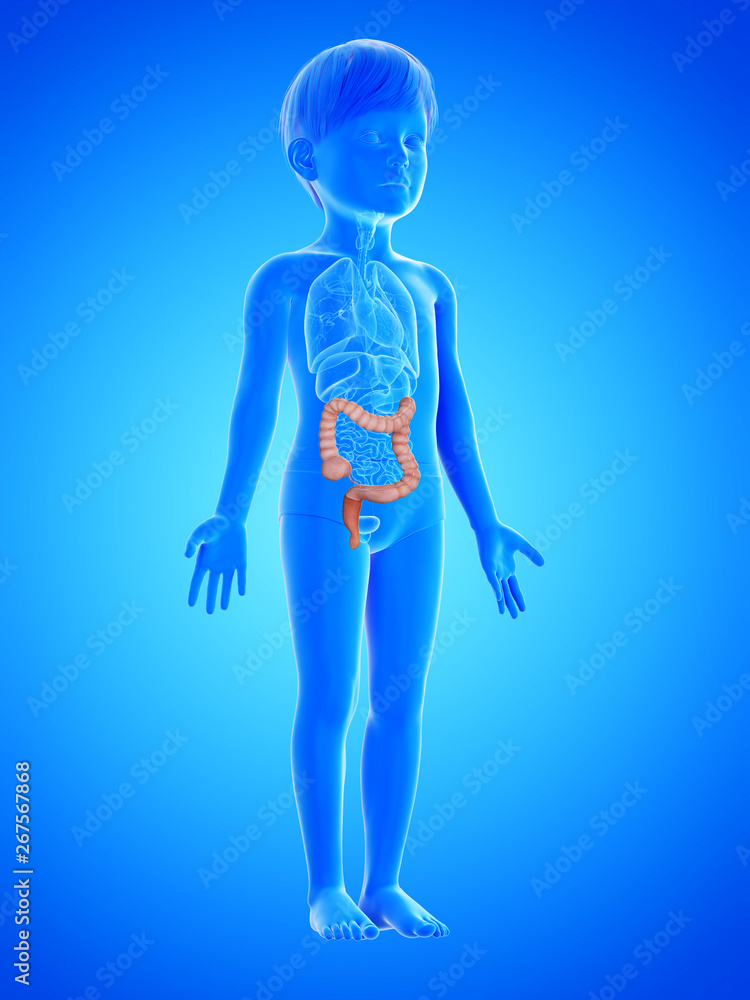 3d rendered medically accurate illustration of a childs colon
