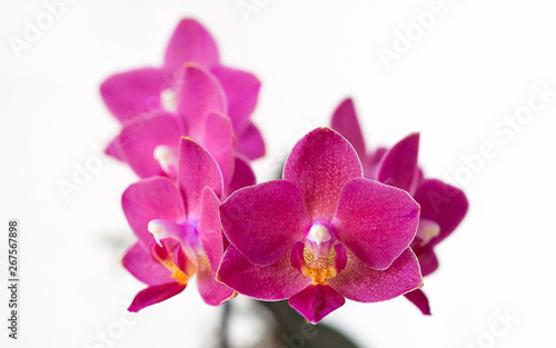 Purple Phalaenopsis orchid flowers 
