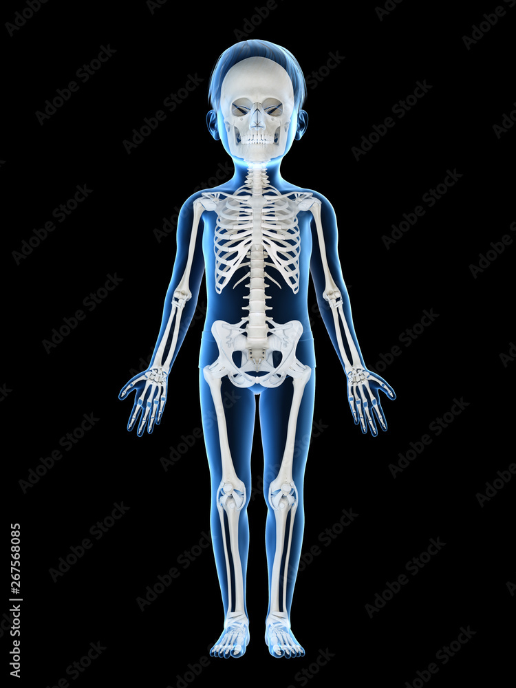 3d rendered medically accurate illustration of a childs skeleton 3d rendered medically accurate illustration of a childs skeleton