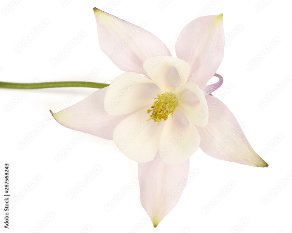 Naklejka premium Flower of aquilegia, blossom of catchment closeup, isolated on white background