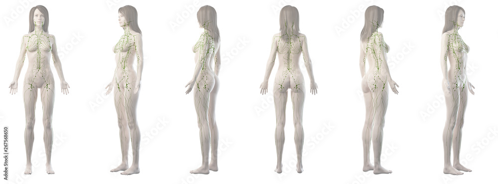 3d rendered medically accurate illustration of a womans lymphatic system 3d rendered medically accurate illustration of a womans lymphatic system