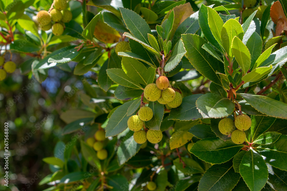 Arbutus unedo evergreen strawberry tree with yellow green unripened fruits, branches with green leaves