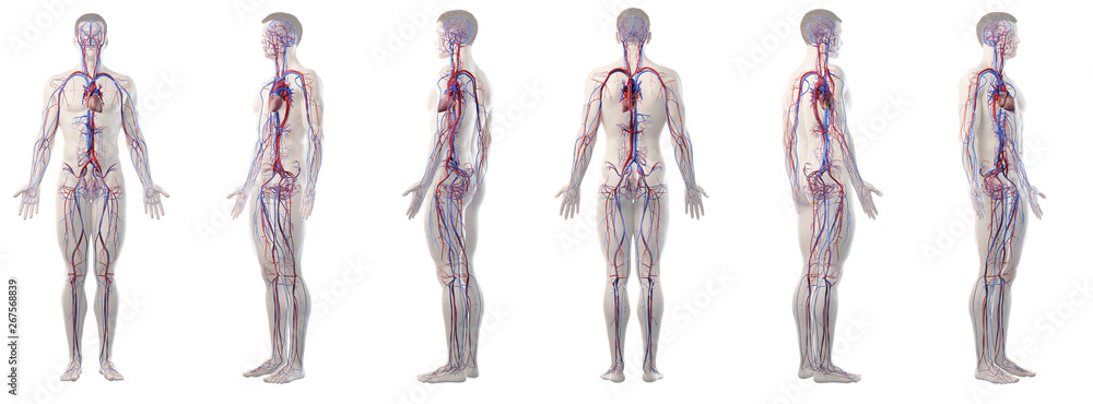 3d rendered medically accurate illustration of mans vascular system 3d rendered medically accurate illustration of mans vascular system