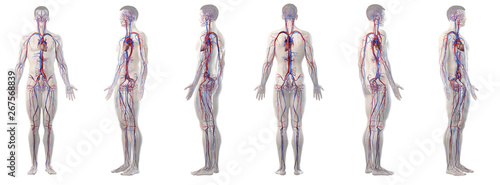 3d rendered medically accurate illustration of mans vascular system
