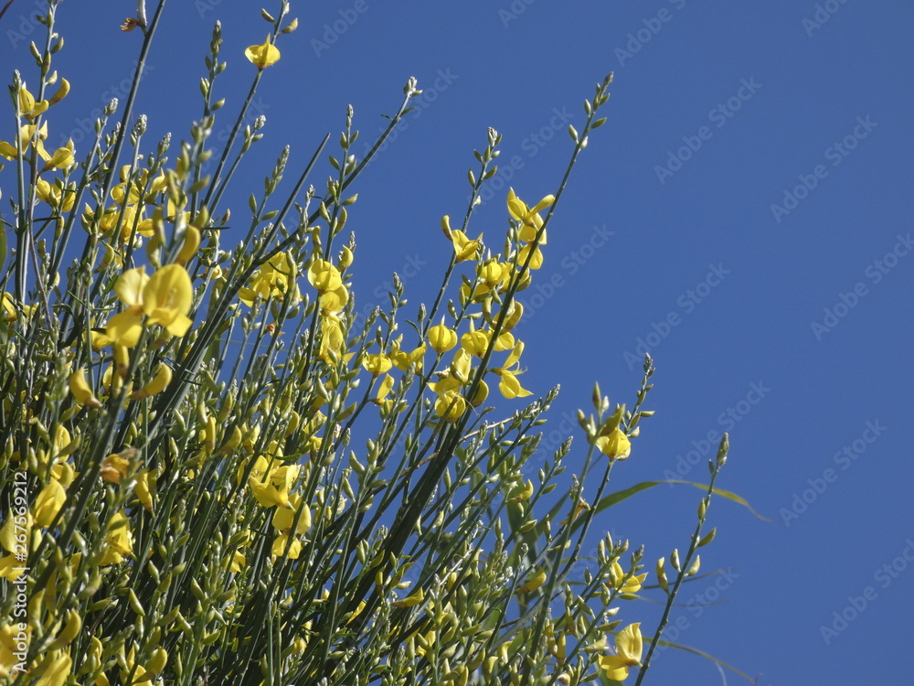 Flor silvestre de color amarillo