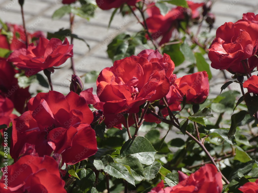 Rosas en un jardín urbano, fotografiado el mes de mayo Rosas en un jardín urbano, fotografiado el mes de mayo