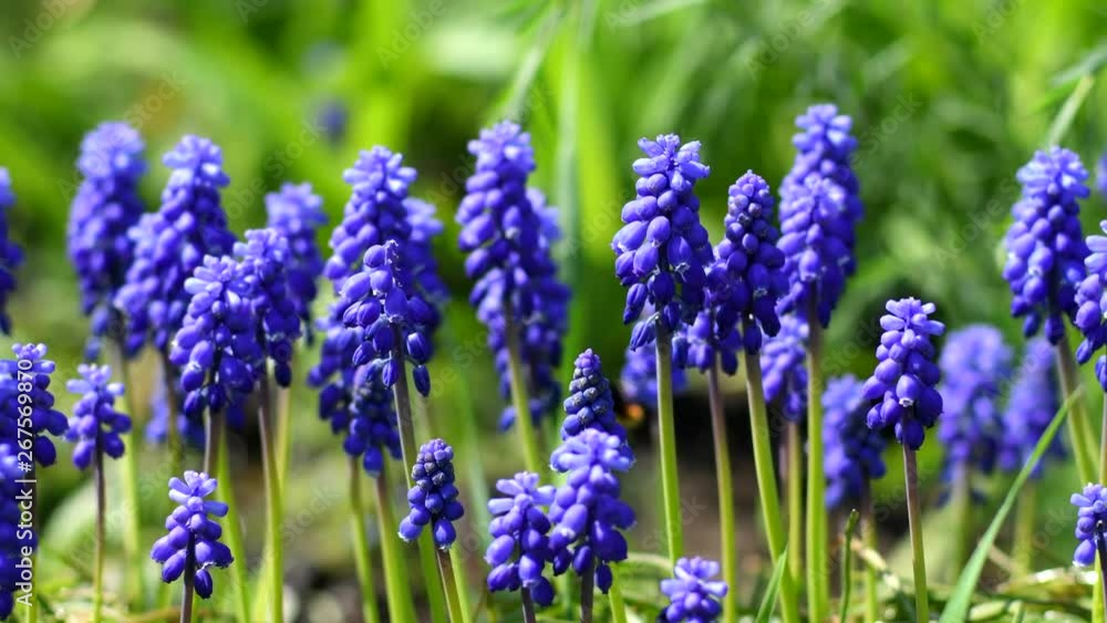 Muscari flowers or grape hyacinth in garden Muscari flowers or grape hyacinth in garden