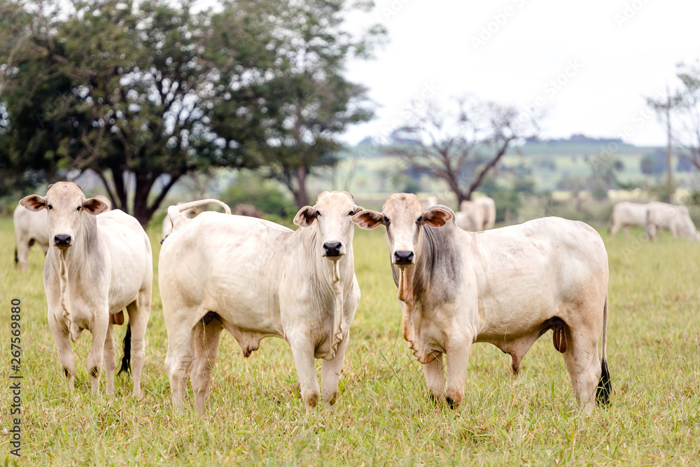 Herd of Nelore cattle in Mato Grosso do Sul. Livestock of Brazil Herd of Nelore cattle in Mato Grosso do Sul. Livestock of Brazil