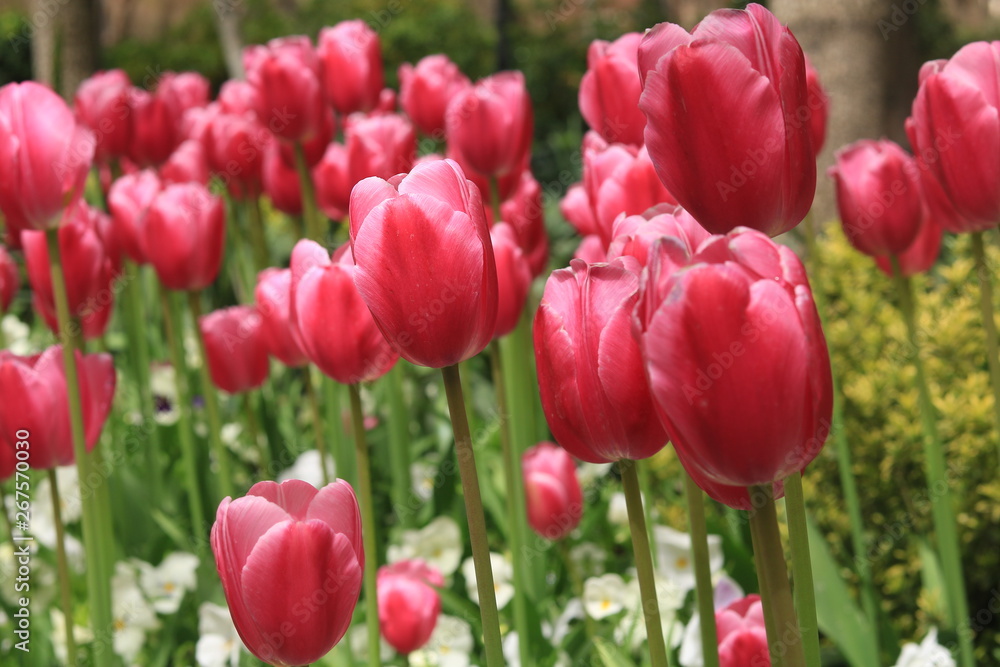 Pinke Tulpen