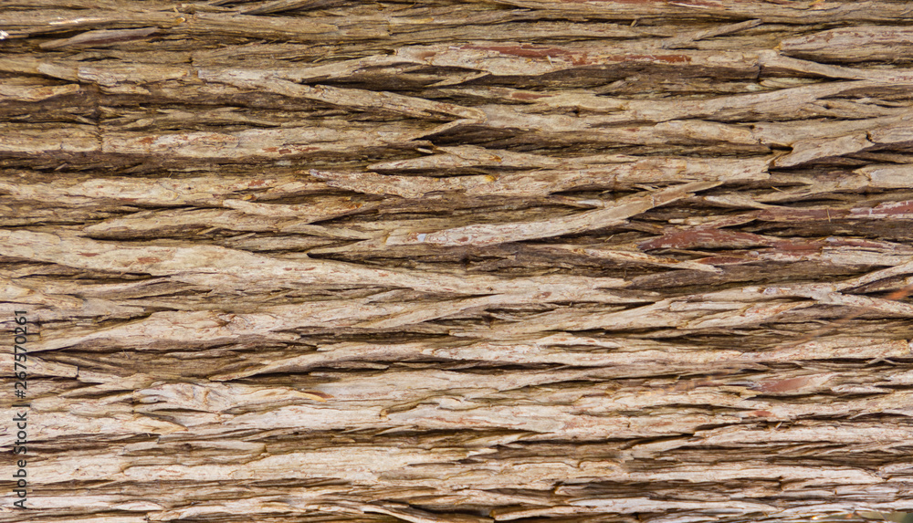 Fototapeta premium Close Up Shot of Natural Tree Bark.
