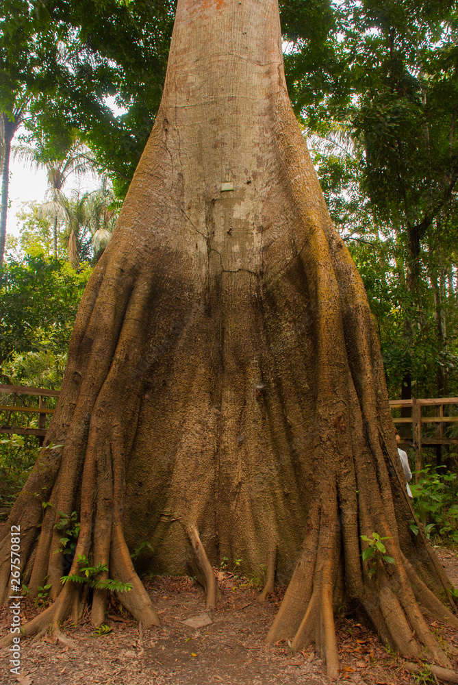 A Sumauma tree Ceiba pentandra with more than 40 meters of height, flooded  by the waters of Negro river in the Amazon rainforest. Amazonas, Brazil  Stock Photo | Adobe Stock