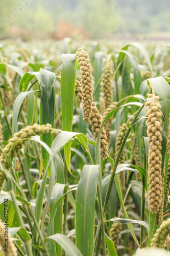 Millet is grown in the fields