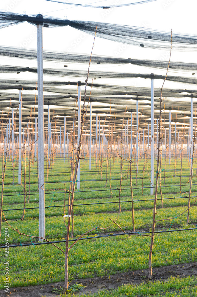 Cherry orchard farming agriculture with irrigation system