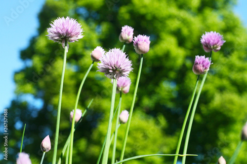 flowering chives on the balkony in spring, food for the bees