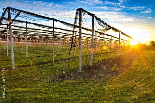 Cherry orchard farming agriculture with irrigation system