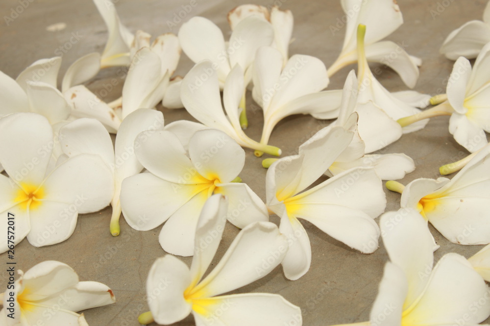Fototapeta premium white flowers on a background