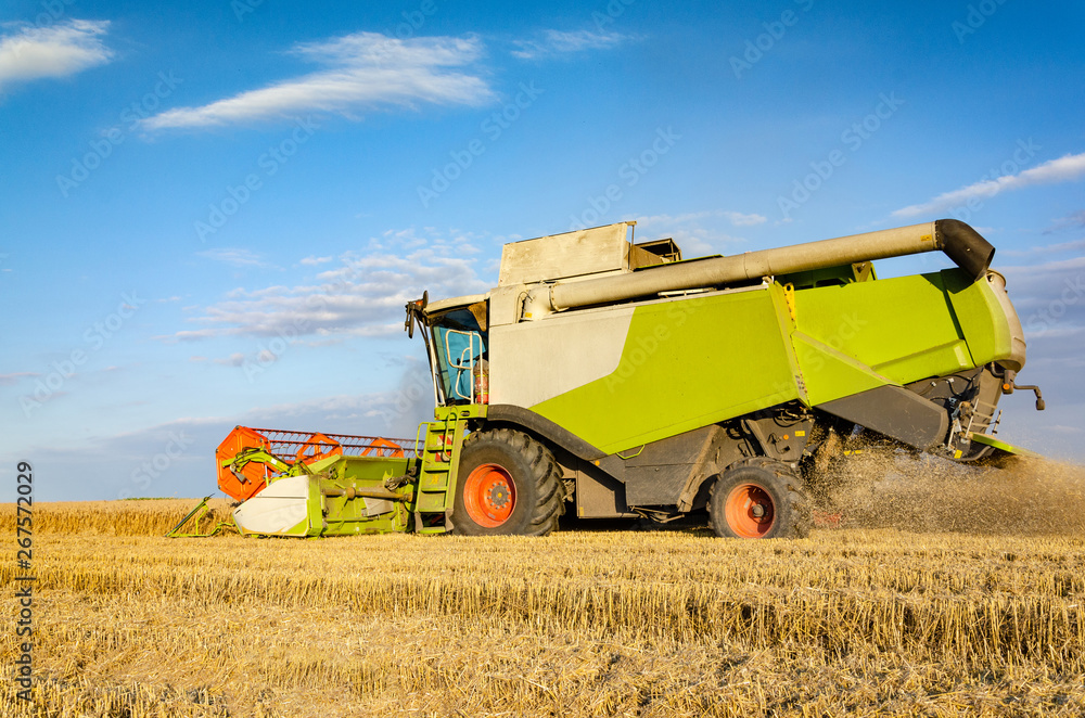 Fototapeta premium Combine harvesting in a field of golden wheat