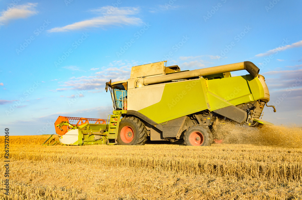 Fototapeta premium Combine harvesting in a field of golden wheat