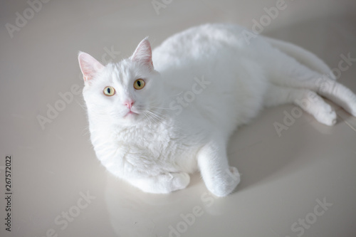 White cat cute . happy cat lovely comfortable . love to animals pet concept .