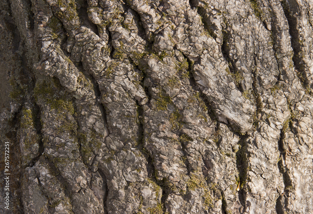 interesting texture of the bark of a perennial tree interesting texture of the bark of a perennial tree