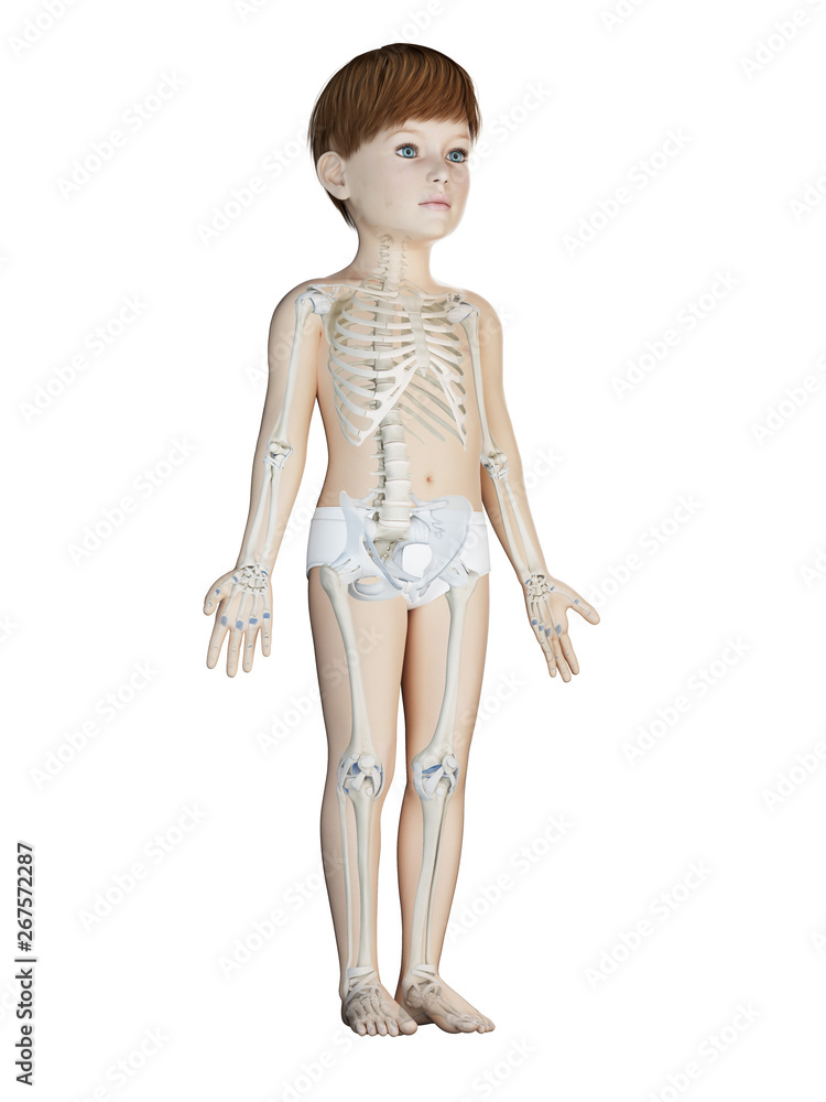 3d rendered medically accurate illustration of a childs skeleton