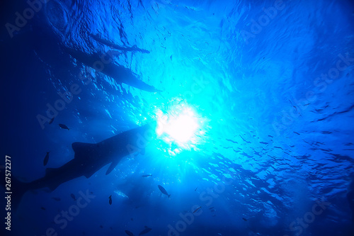 whale shark scene landscape / abstract underwater big sea fish, adventure, diving, snorkeling © kichigin19
