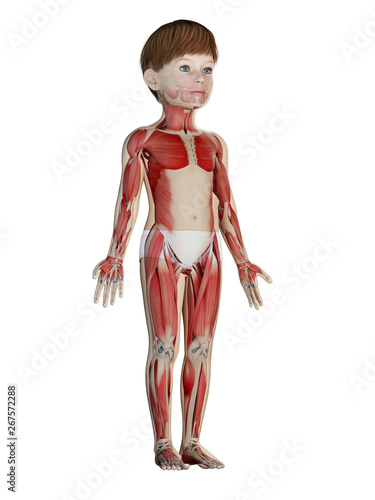 3d rendered medically accurate illustration of a childs muscle system © Sebastian Kaulitzki