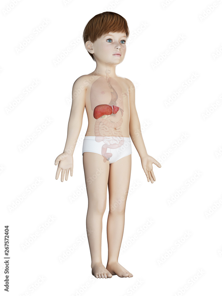 3d rendered medically accurate illustration of a childs liver