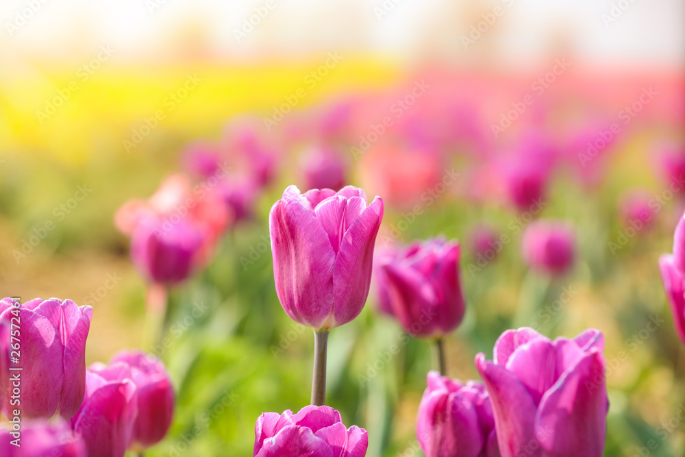 Beautiful blossoming tulips in countryside on spring day Beautiful blossoming tulips in countryside on spring day