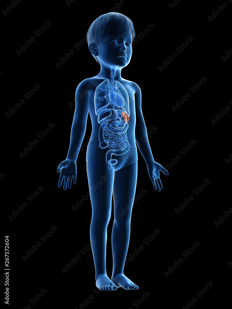 3d rendered medically accurate illustration of a childs spleen 3d rendered medically accurate illustration of a childs spleen