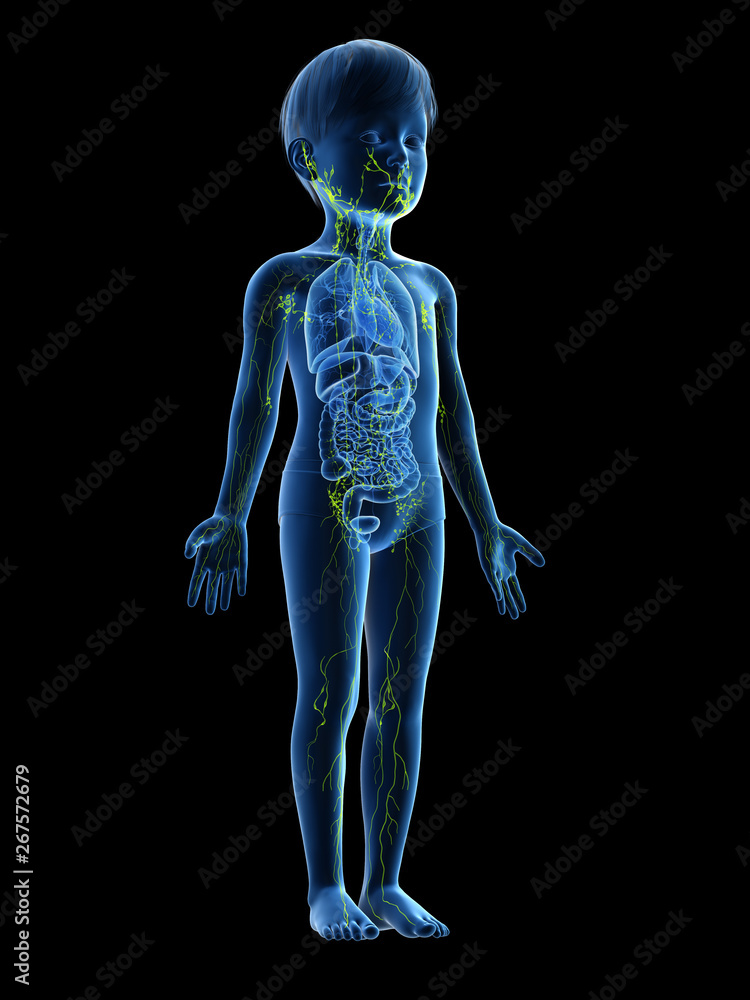 3d rendered medically accurate illustration of a childs lymphatic system 3d rendered medically accurate illustration of a childs lymphatic system